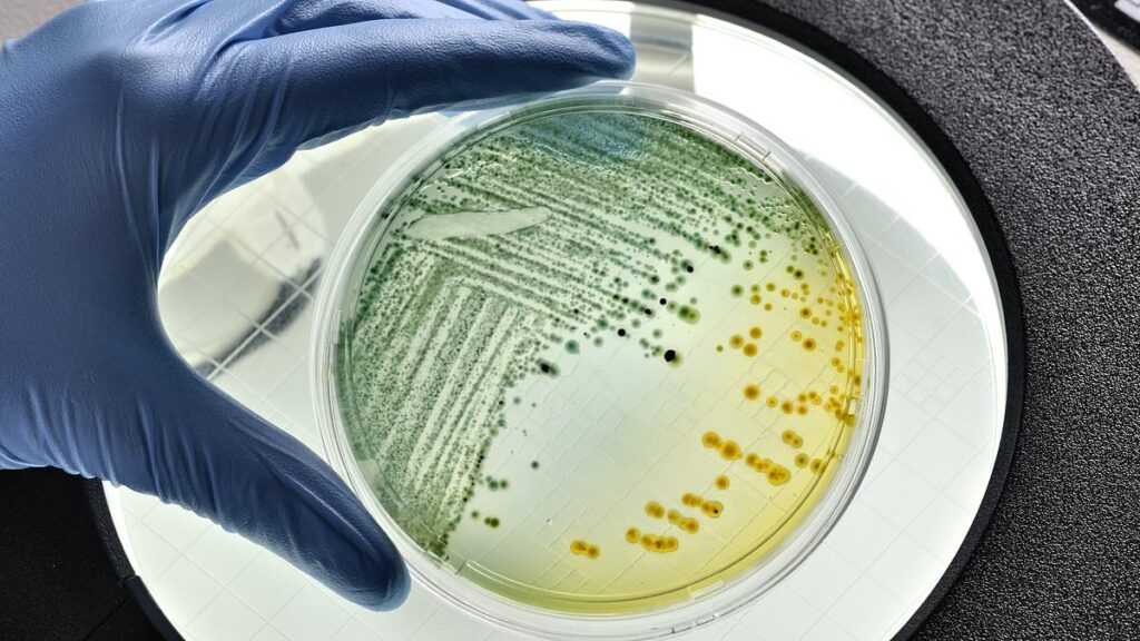 How Is Climate Change Linked to the Rise of Drug-Resistant Fungal Infections?