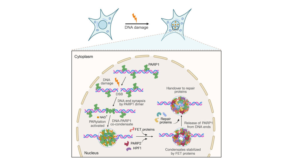 How do PARP inhibitors work to reduce the side effects of breast and ovarian cancer treatment?