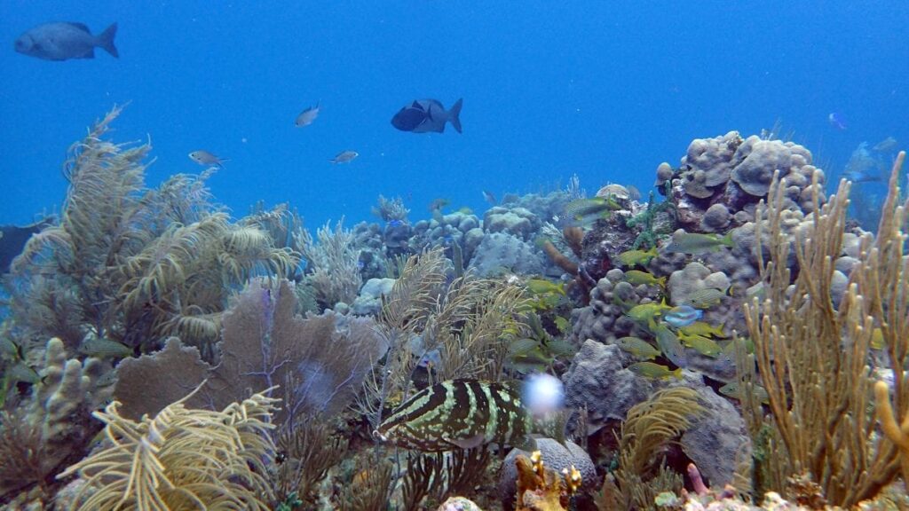 How Can Coral Reef Microbial Communities Be Used as an Early Indicator of Ecosystem Stress?