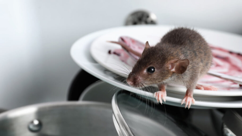 How Can Leptospirosis Be Transmitted to Humans from Rats?