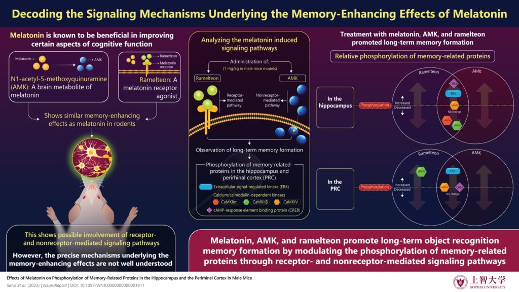 How Can Melatonin Usage Prevent Obesity and Improve Metabolic Function?