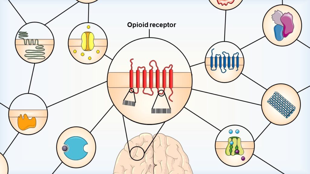 How Do Opioids Influence Different Bodily Functions Apart from Pain Perception?