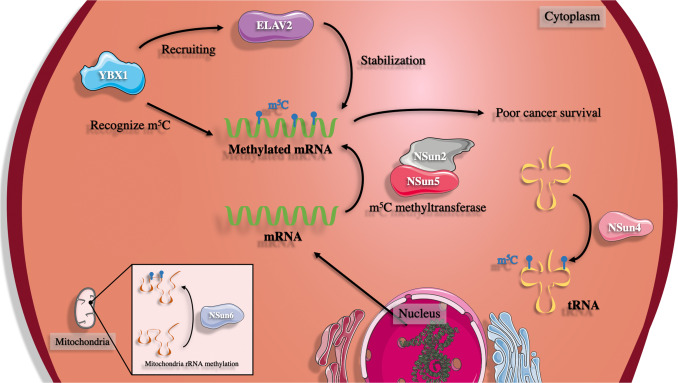 How Does RNA Methylation Regulate Mitochondrial Function?