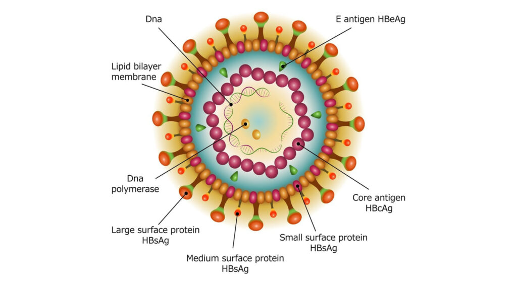 How TSCMs Help in Combating HBV Infection?