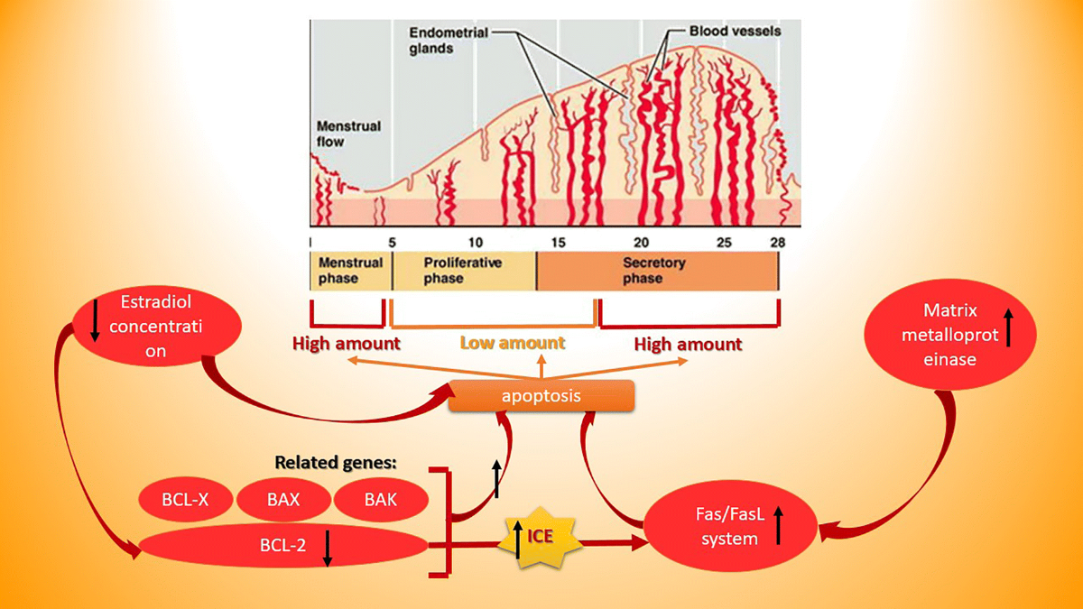 How can a Simple Blood Test Revolutionize the Diagnosis of Endometriosis?