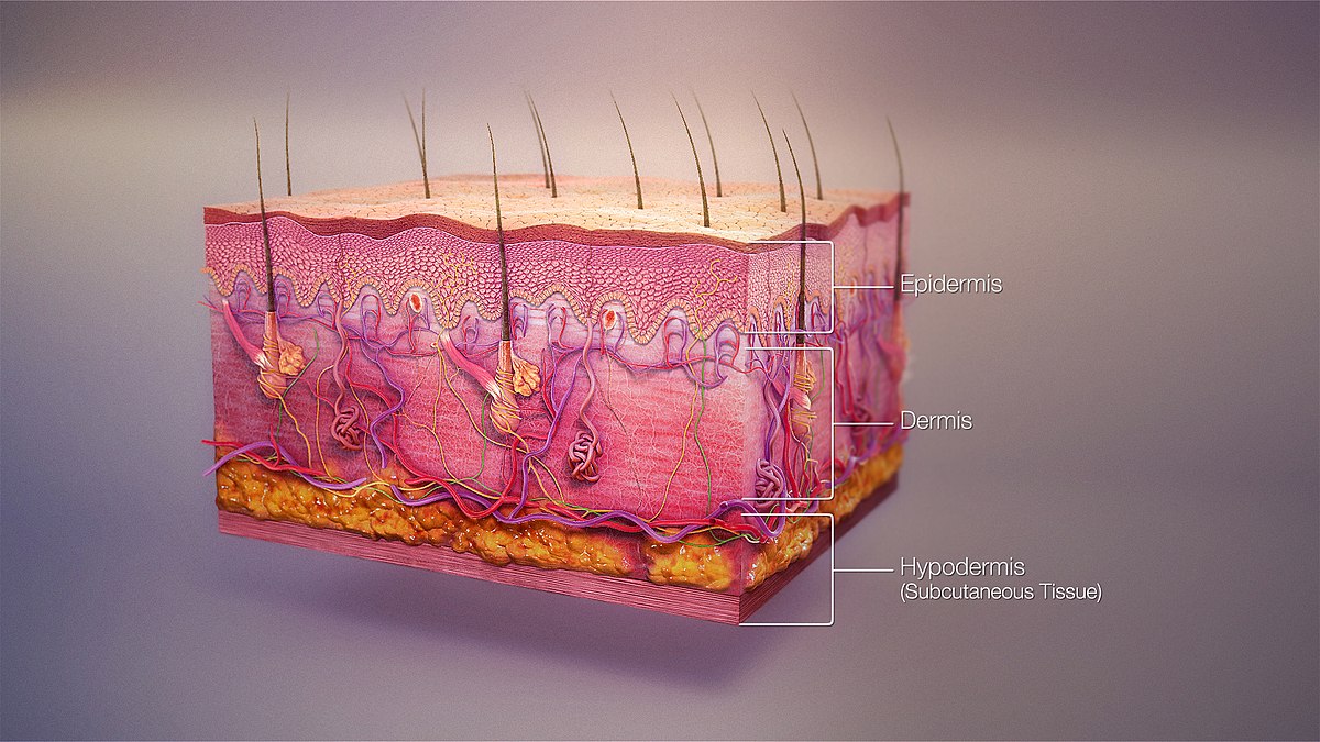 How do environmental factors contribute to dermatologic conditions like atopic dermatitis and pigmentary disorders?