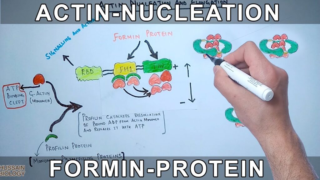 How do formins mediate the addition of new actin molecules to a growing filament?