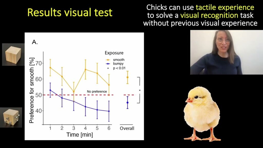 How do newborn chicks identify objects visually?