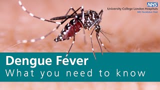 How to Prevent Dengue Virus Transmission Effectively