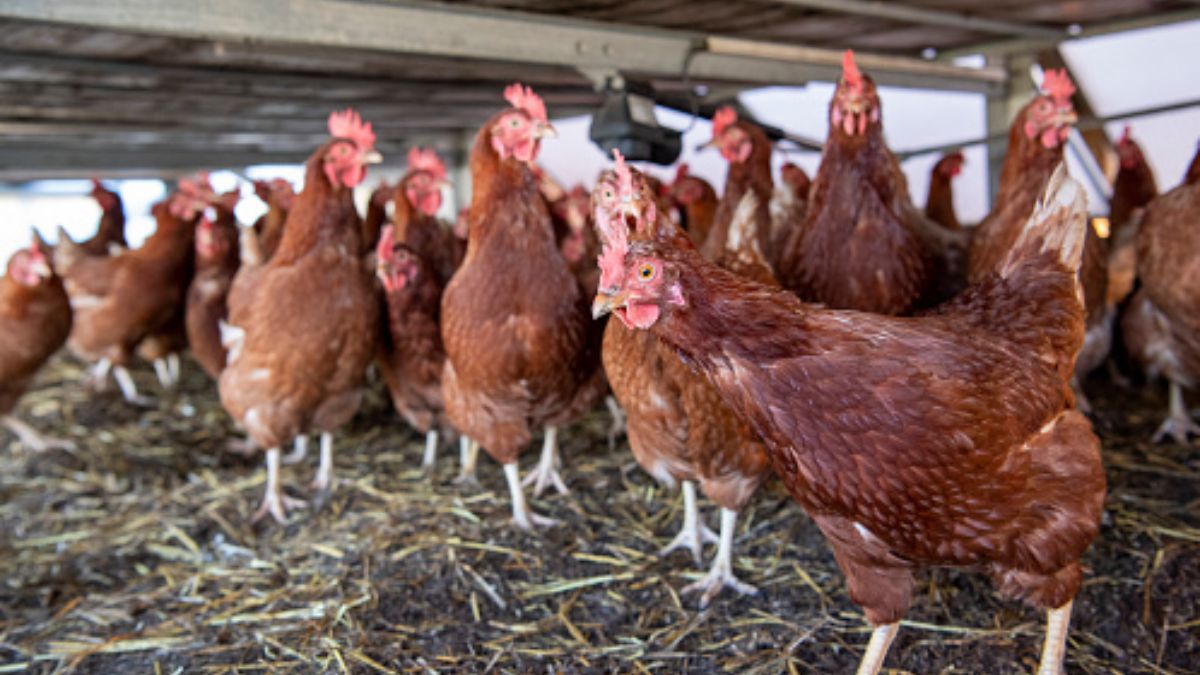 Transmissibility of H5N1 Bird Flu Virus from Cows to Humans