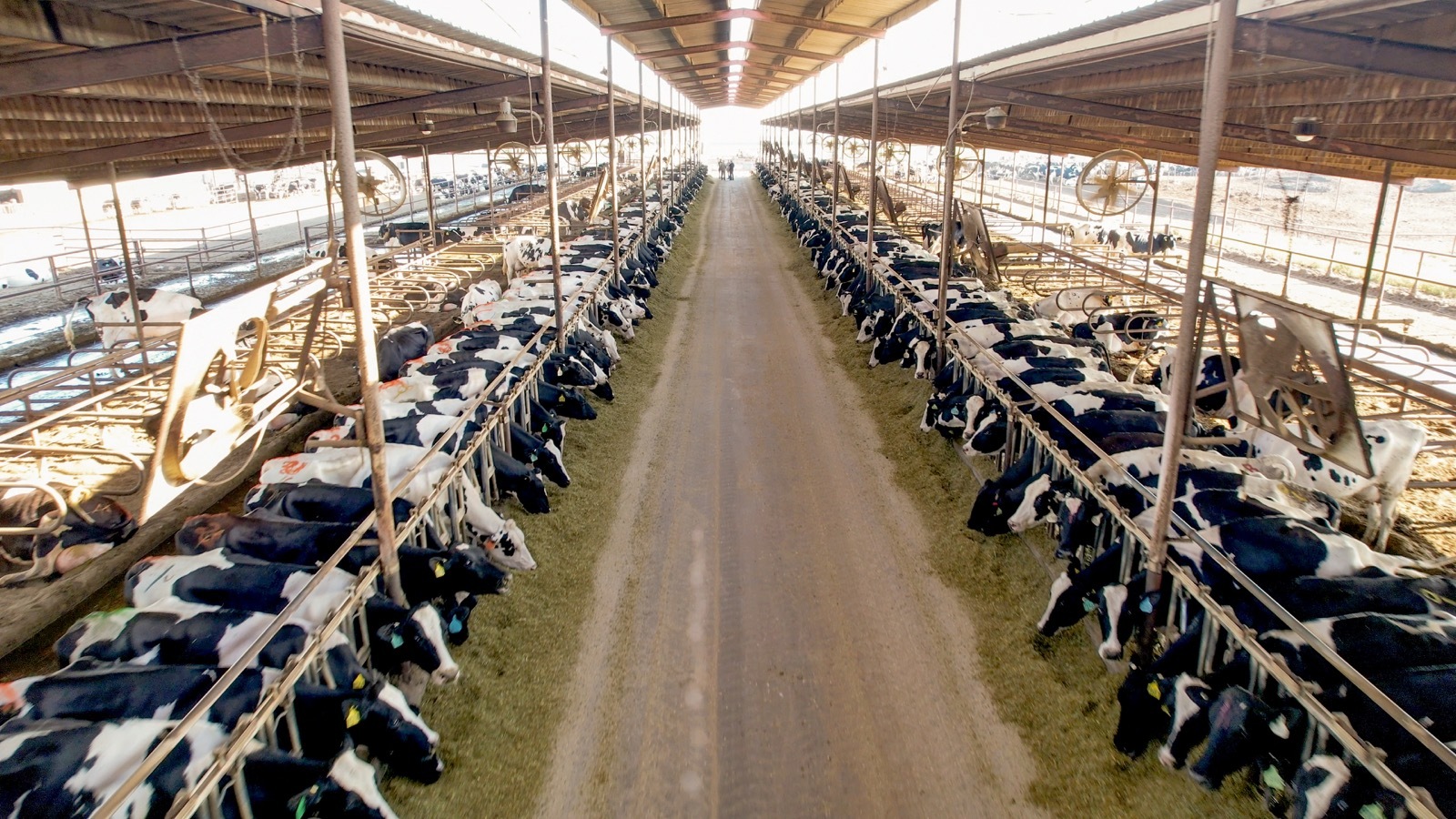 What Are the Benefits of ProCROSS Breeding in Dairy Farming?