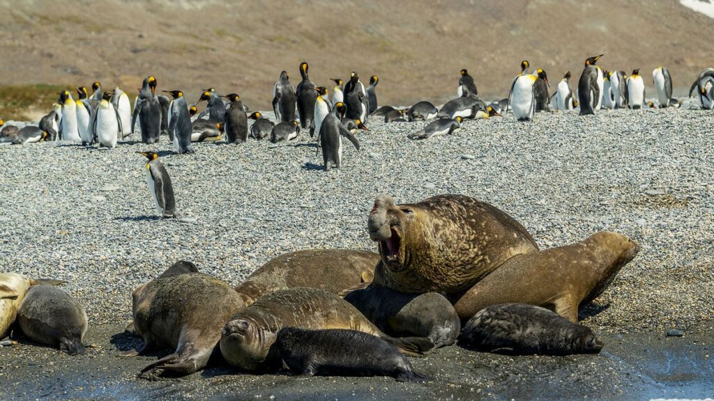 What are the implications of the newly discovered papillomaviruses for Antarctic seals?