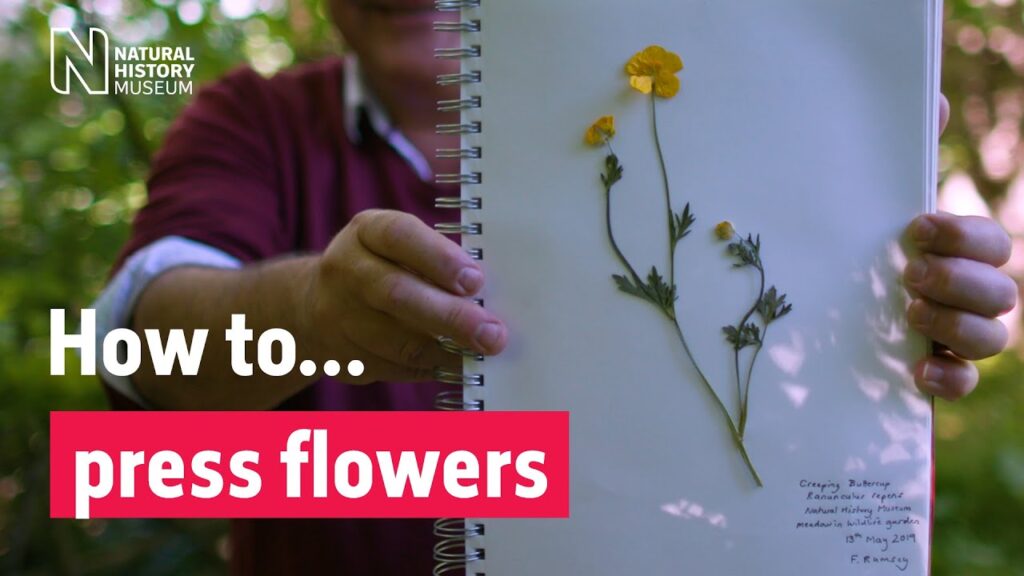 What are the different techniques used by scientists to determine the timing of flowers' evolution?