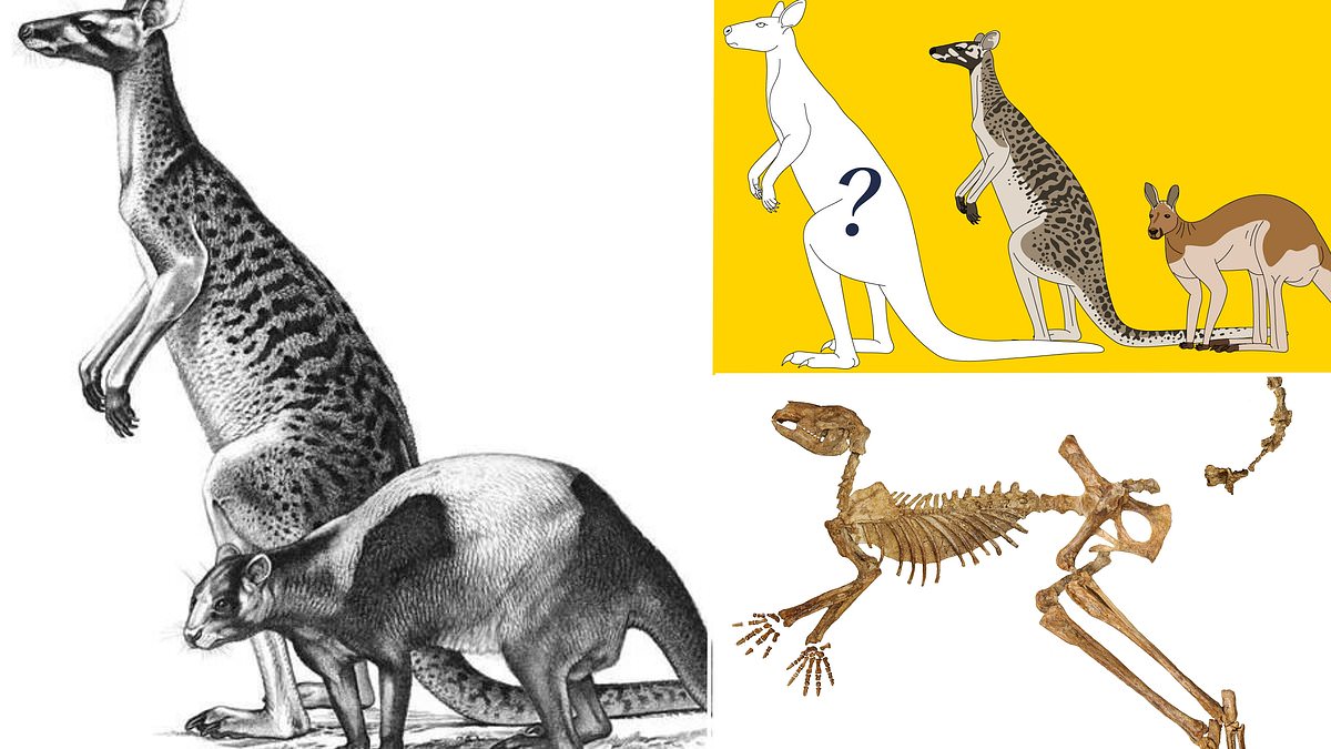 What environmental factors led to the extinction of the short-faced kangaroo 46,000 years ago?