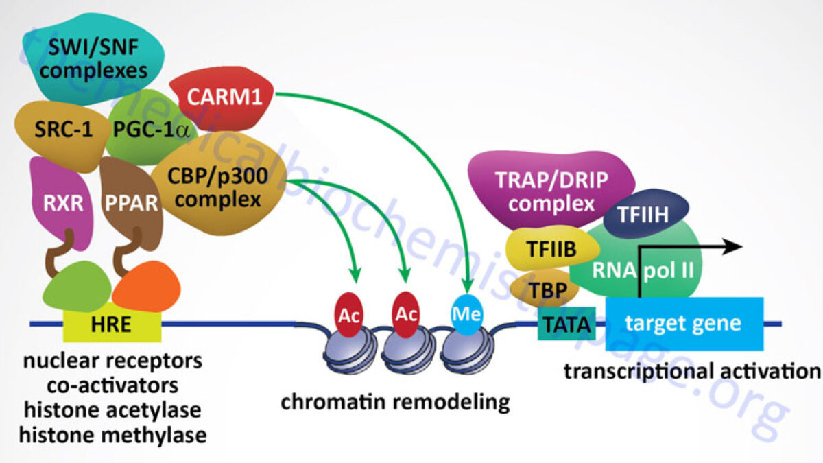 What is the role of RNA methylation in regulating mitochondrial function and potential treatments for neurological diseases and cancer?