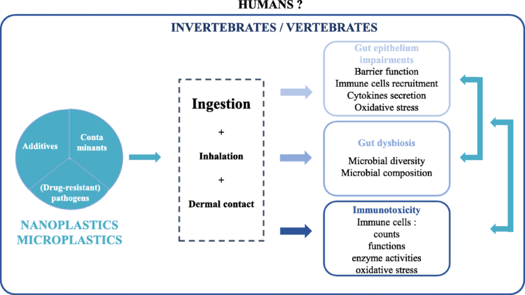 How Do Microplastics Impact Cardiovascular Health and What Are the Potential Risks Associated with Them?