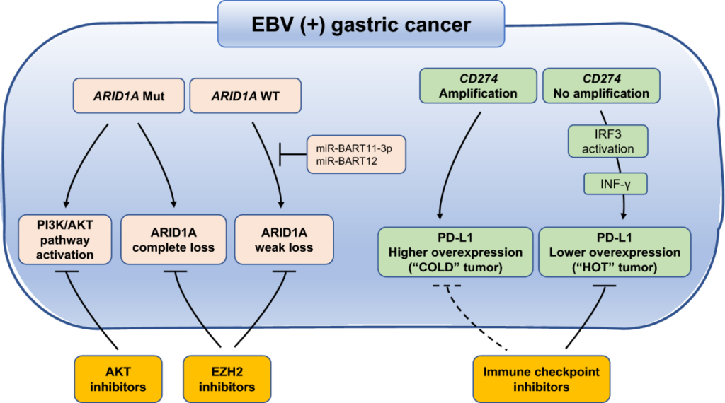 How Does EBV Hijack the Metabolism of Infected Cells and What Potential Treatment Approach Has Been Identified by Researchers?