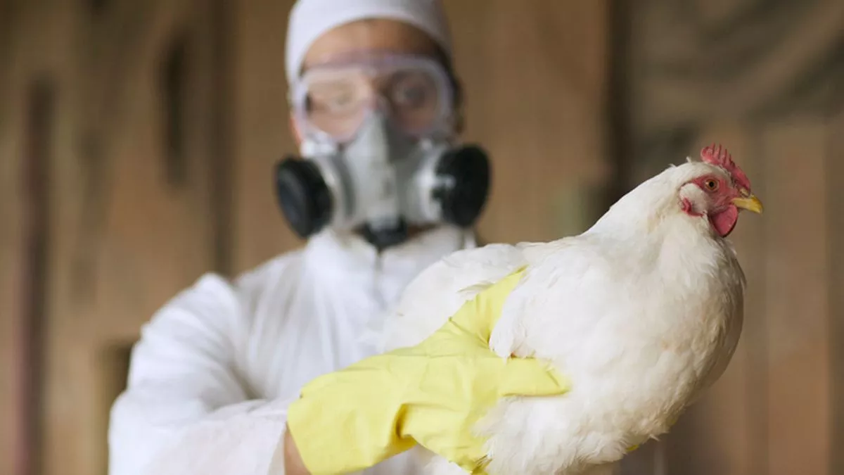 How Does New Zealand Plan to Prepare for the Potential Arrival of H5N1 Bird Flu?