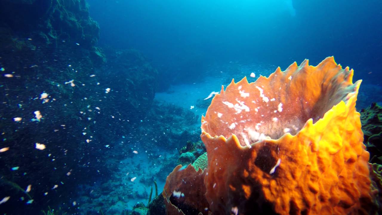 How Does a Deep-Sea Sponge Convert Ocean Currents for Filter Feeding Without Pumping?