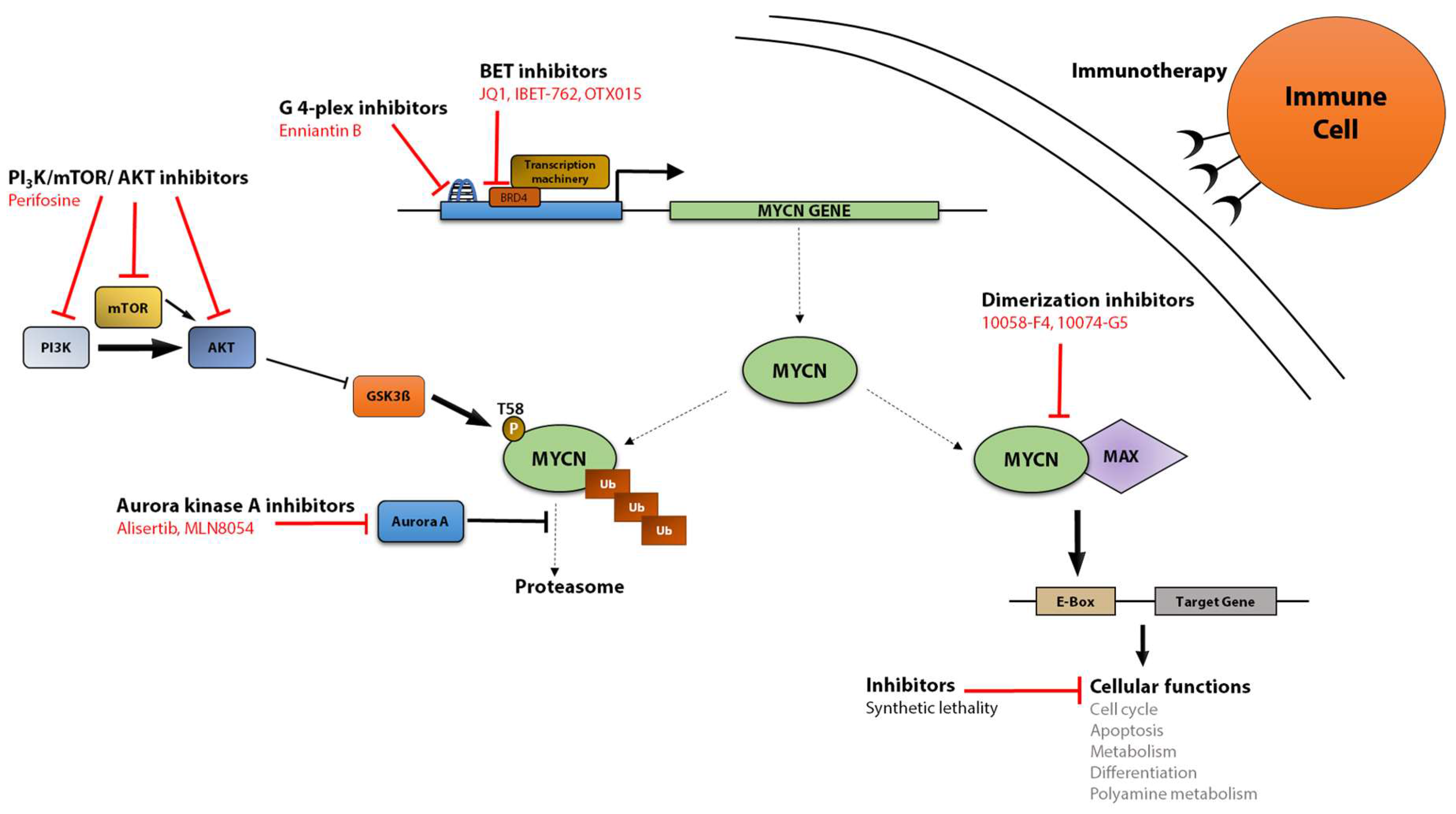 What Genetic Mutations are Associated with the Initiation of Aggressive Neuroblastoma in Children?