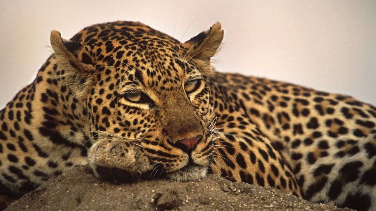 What do the genetic findings of South African leopards reveal about their evolutionary history and how does it impact conservation efforts?