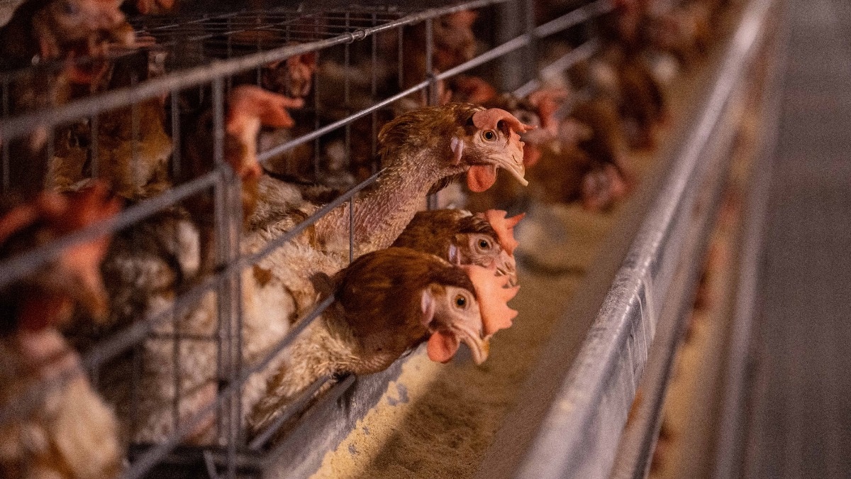 What is the risk of bird flu spreading widely to humans from cows in the US?
