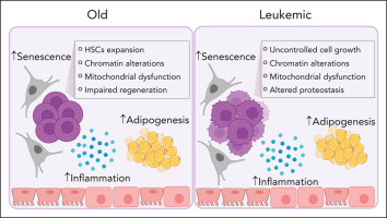 How do variations in mesenchymal KITL/SCF and IGF1 expression relate to hematopoietic stem cell aging?