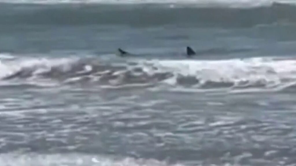 Texas Beach Turns Red as Jaws Returns